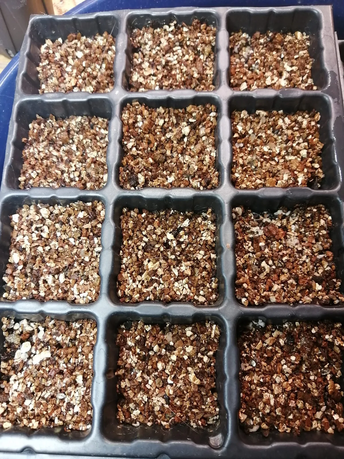 モニター種子] パキポディウム ブレビカウレ Pachypodium brevicaule ssp. brevicaule