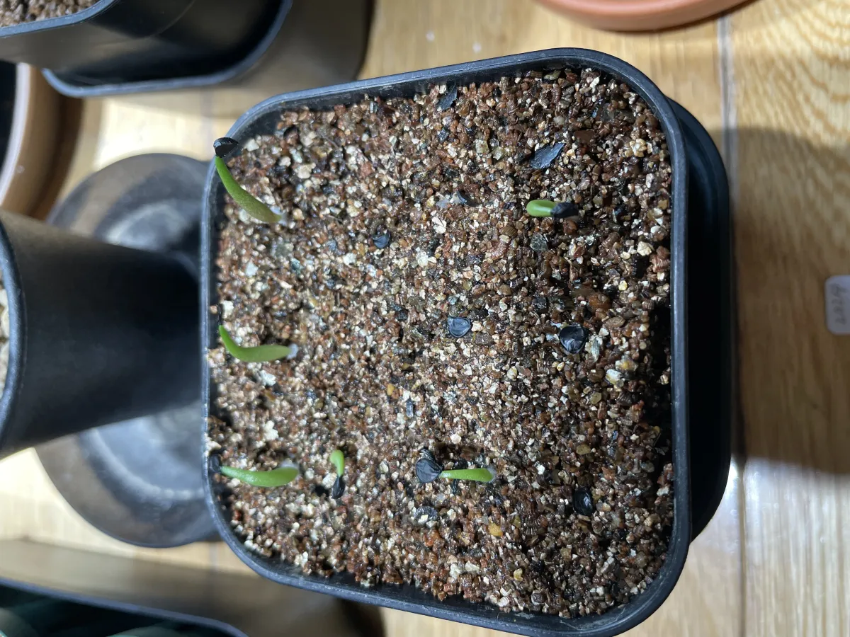 Agave titanota (アガベ チタノタ ドワーフ)