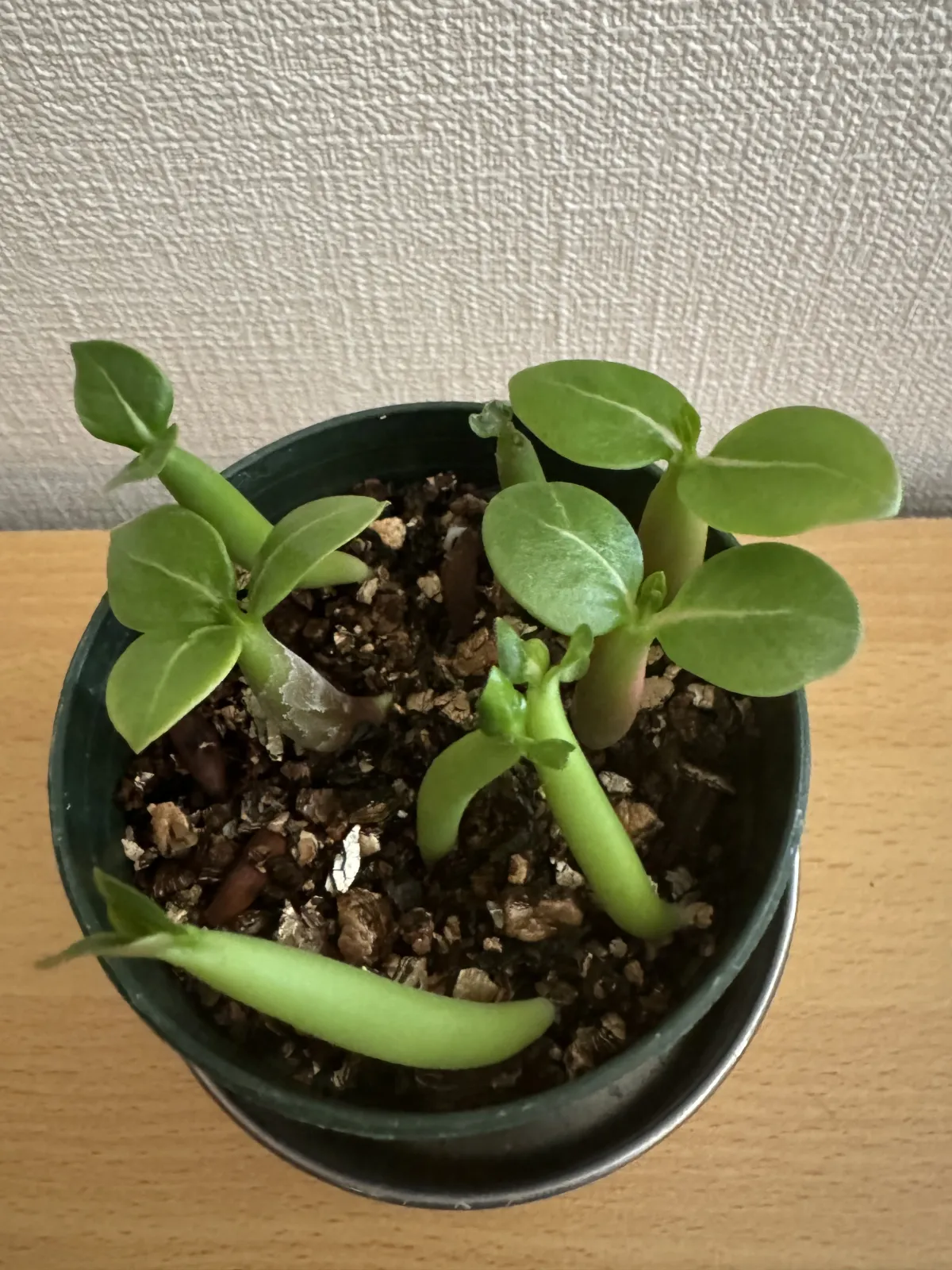 Adenium arabicum (アデニウム アラビカム)