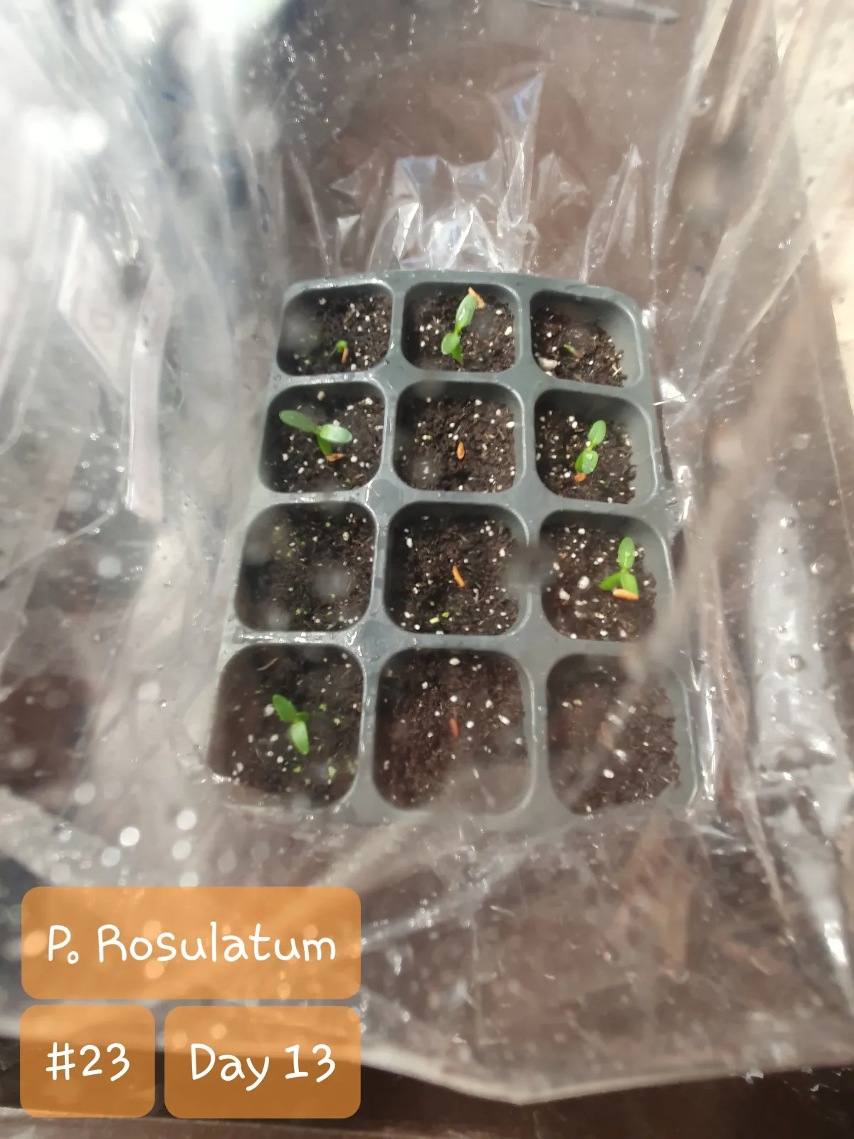 Pachypodium rosulatum (パキポディウム ロスラーツム)