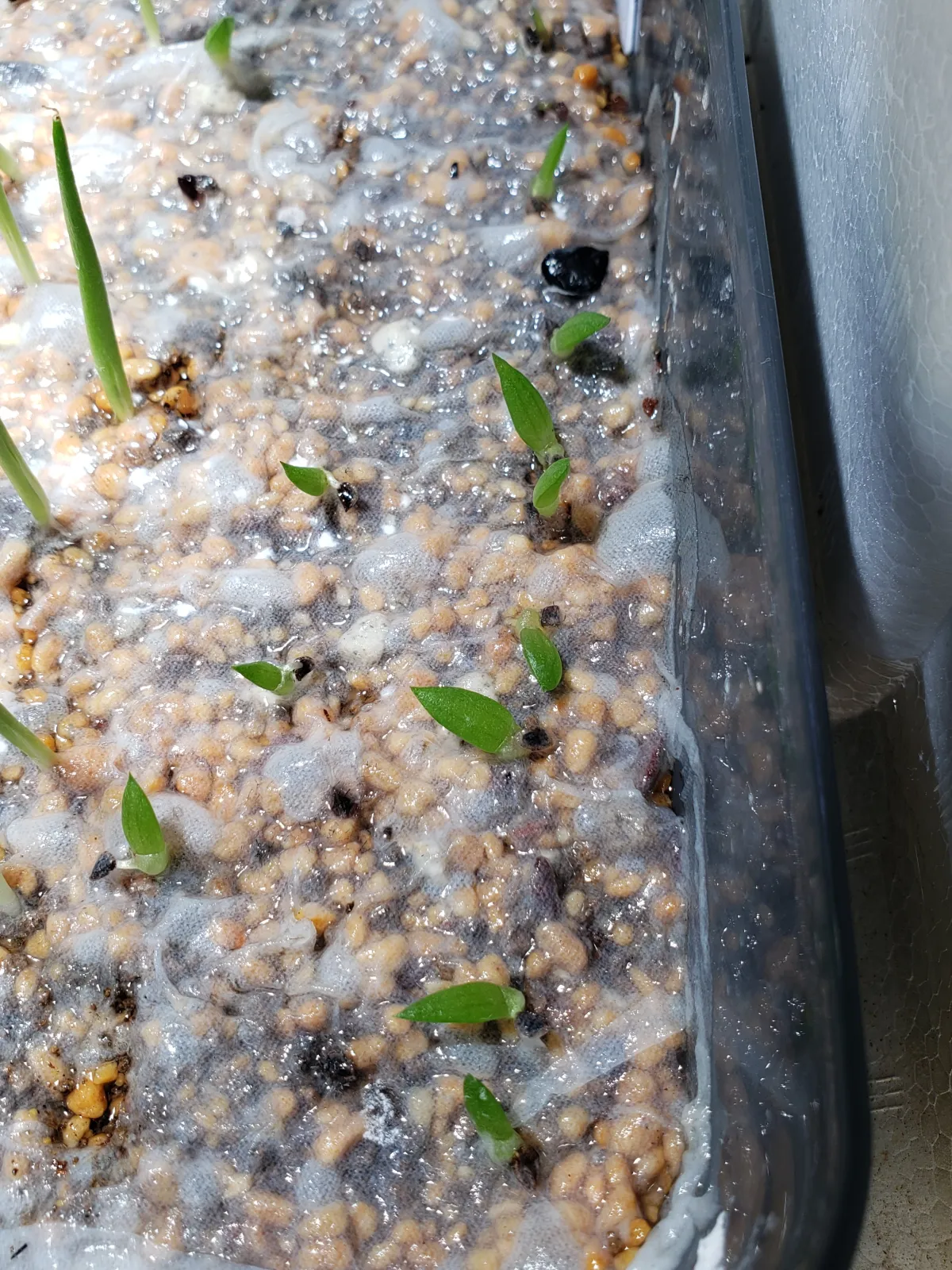 Aloe striata (アロエ ストリアータ ピーチフラワー)