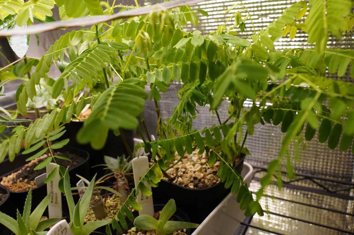 Delonix regia var. flavida (デロニクス レジア 鳳凰木)