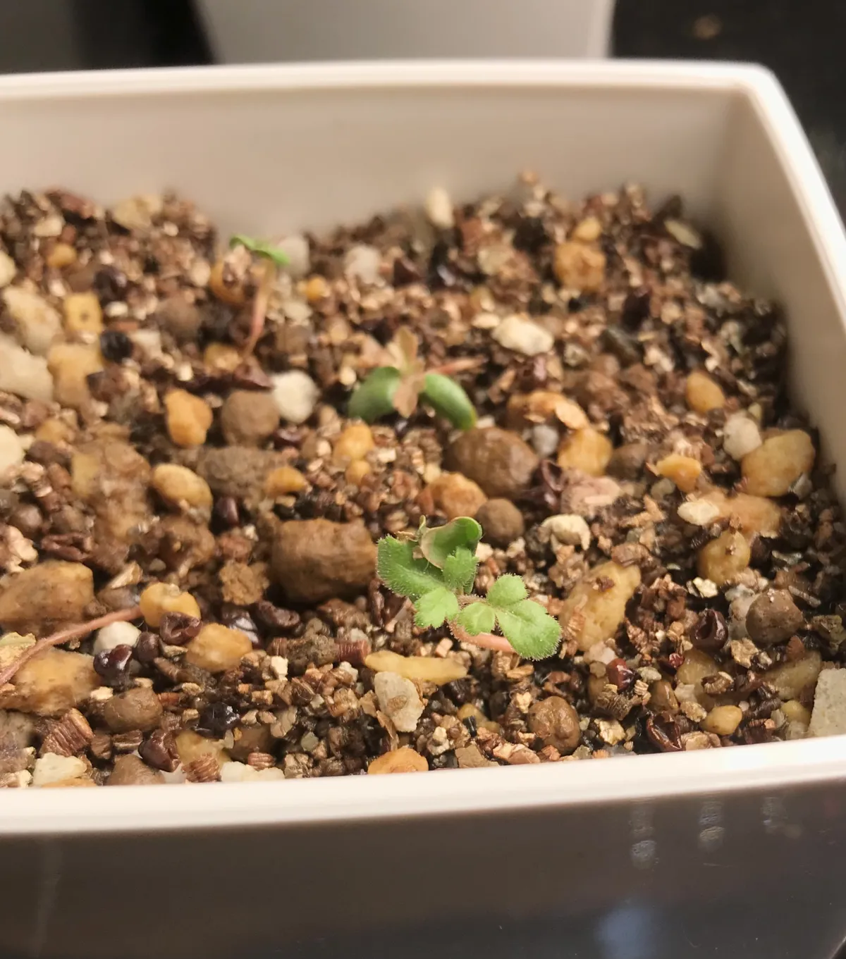 Pachycormus discolor (パキコルムス ディスカラー)