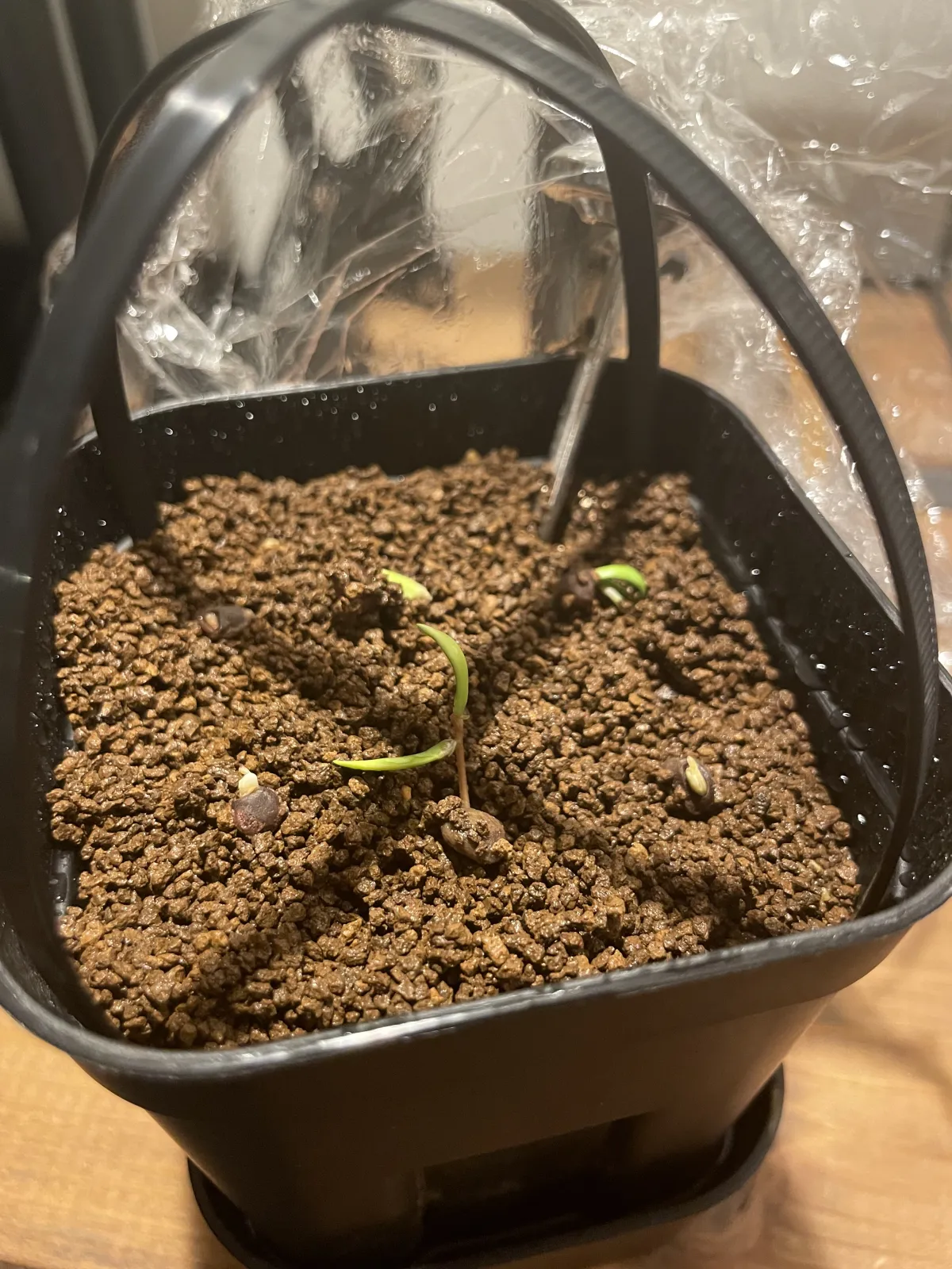 Operculicarya pachypus (オペルクリカリア パキプス)