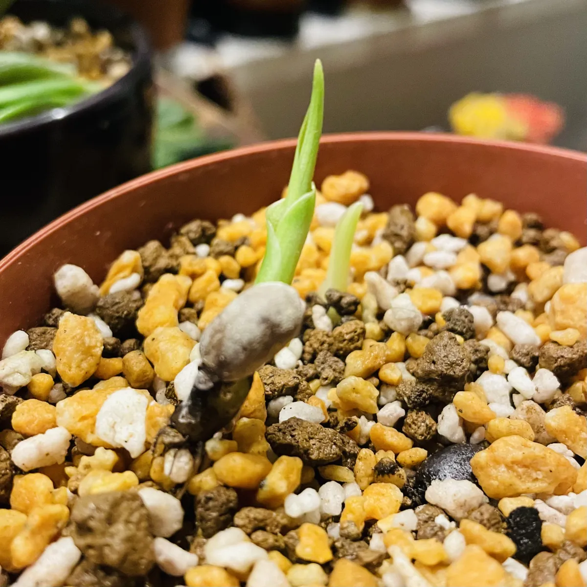 Strelitzia nicolai (ストレリチア ニコライ)