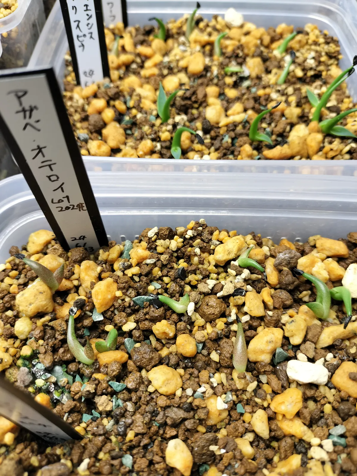 Agave oteroi (アガベ オテロイ)