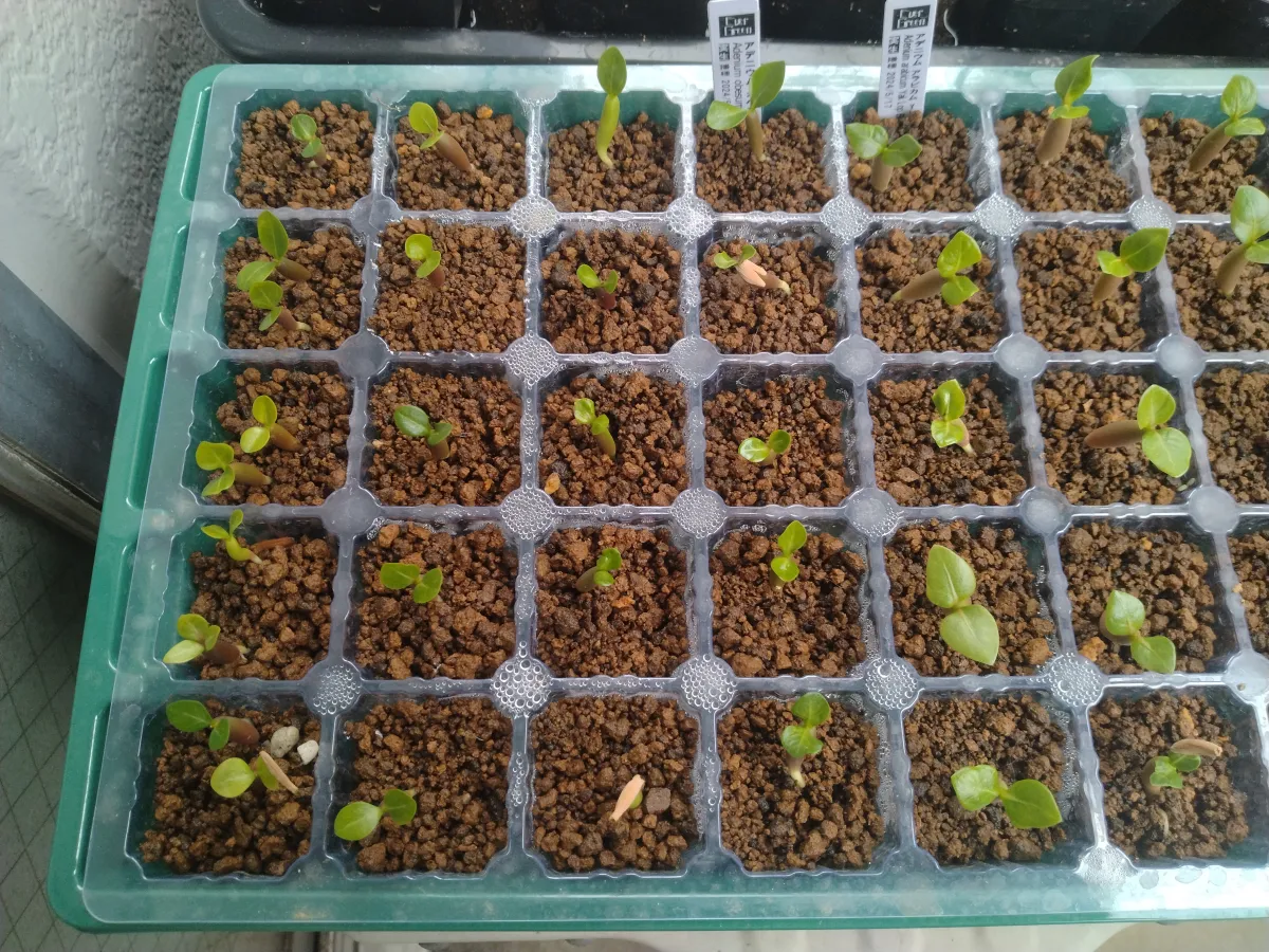 Adenium obesum (アデニウム オベスム)