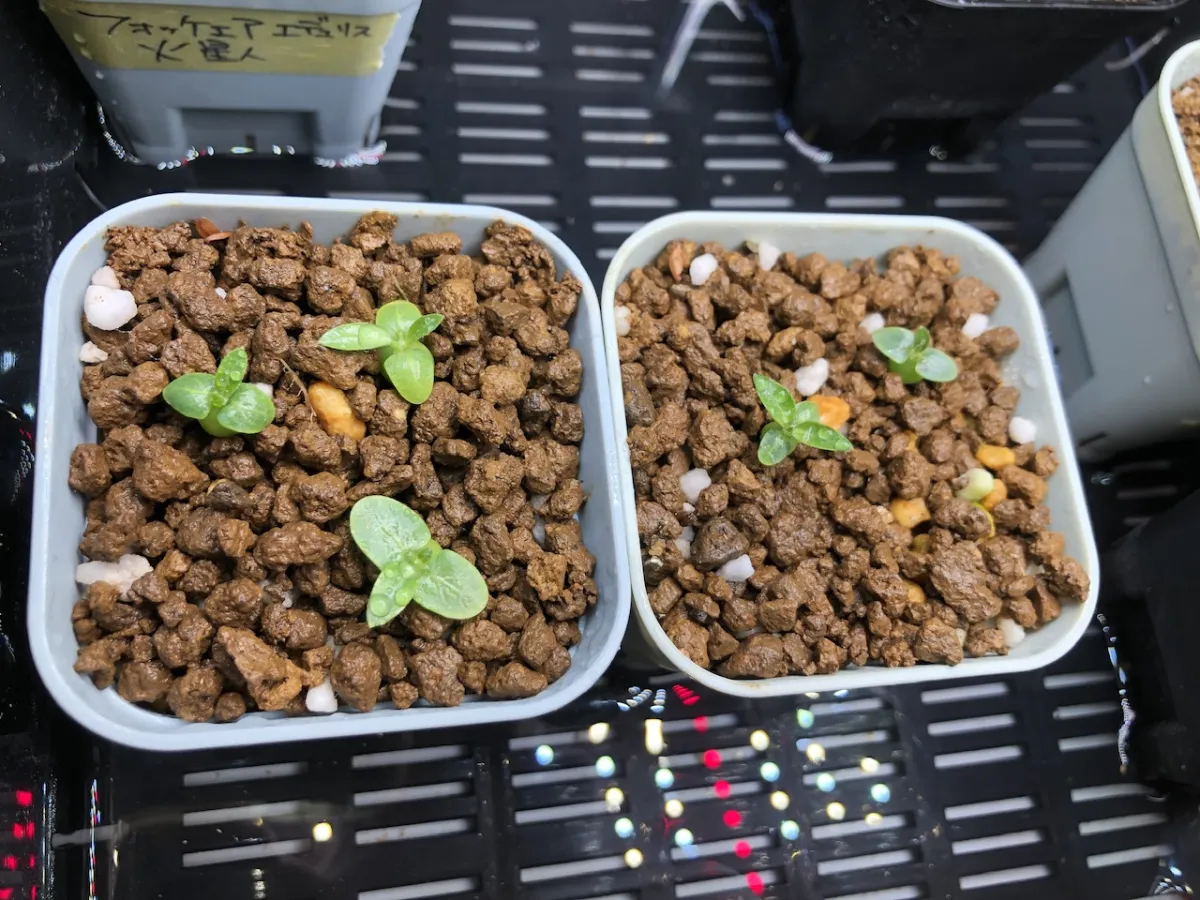 Pachypodium brevicaule subsp. leucoxanthum (パキポディウム レウコキサンツム)