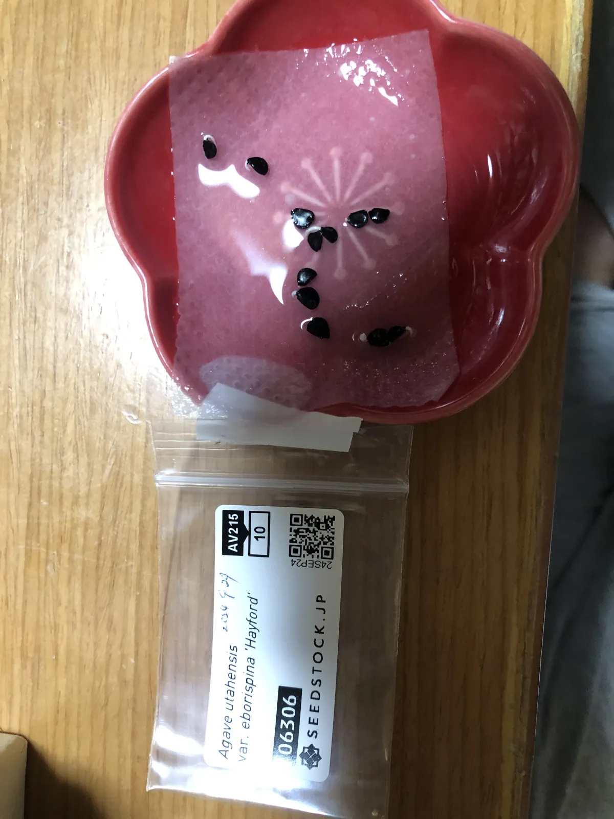 Agave utahensis var. eborispina 'Hayford' (アガベ エボリスピナ ヘイフォード)