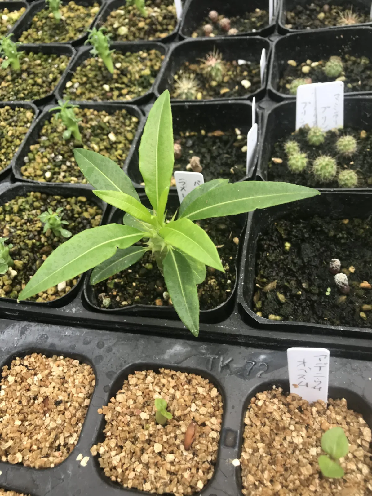 Pachypodium lamerei var. ramosum (パキポディウム ラモサム)