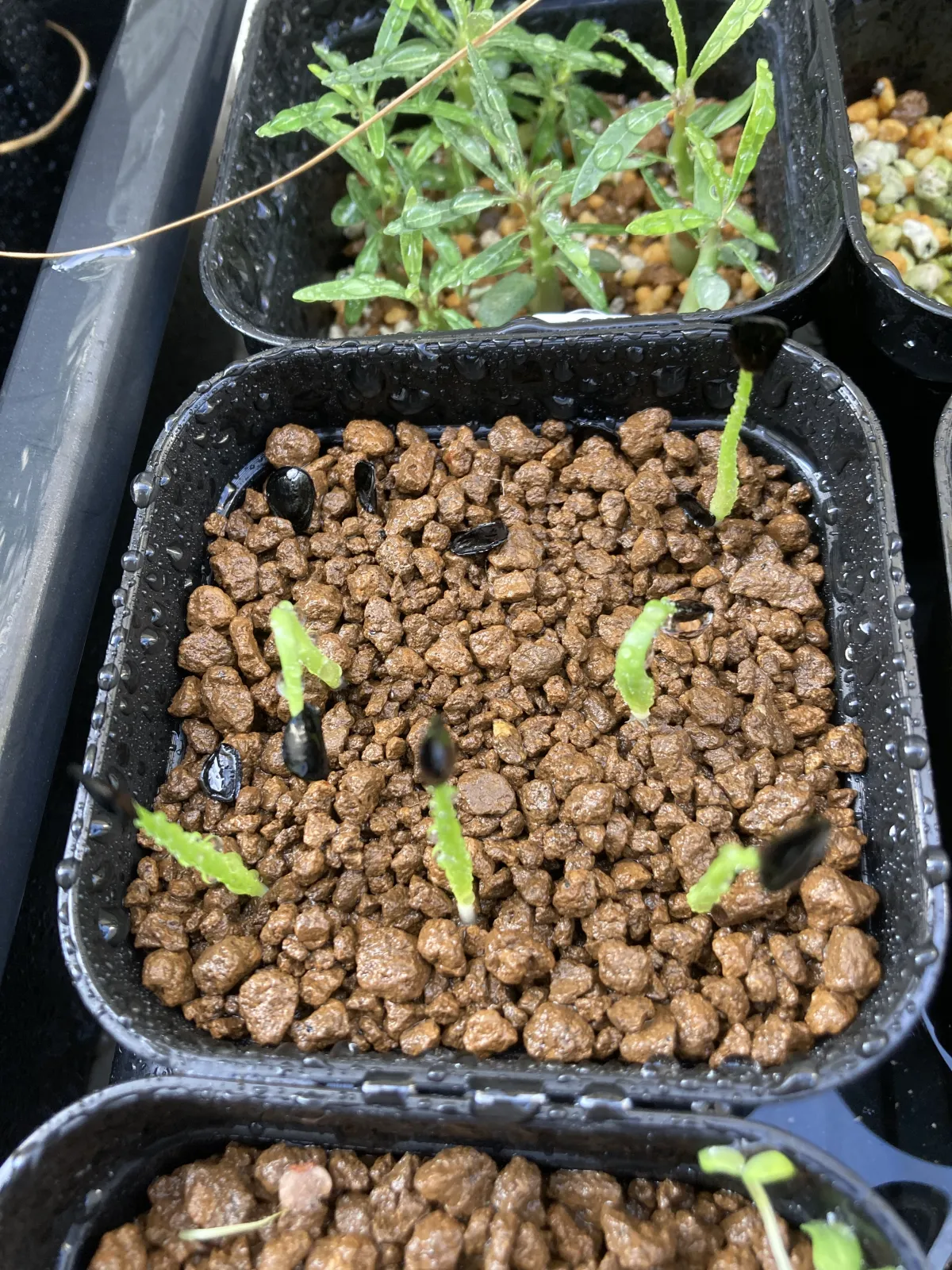 Agave Agave sp 'Azul Monterrey' (アガベ アズールモントレー)