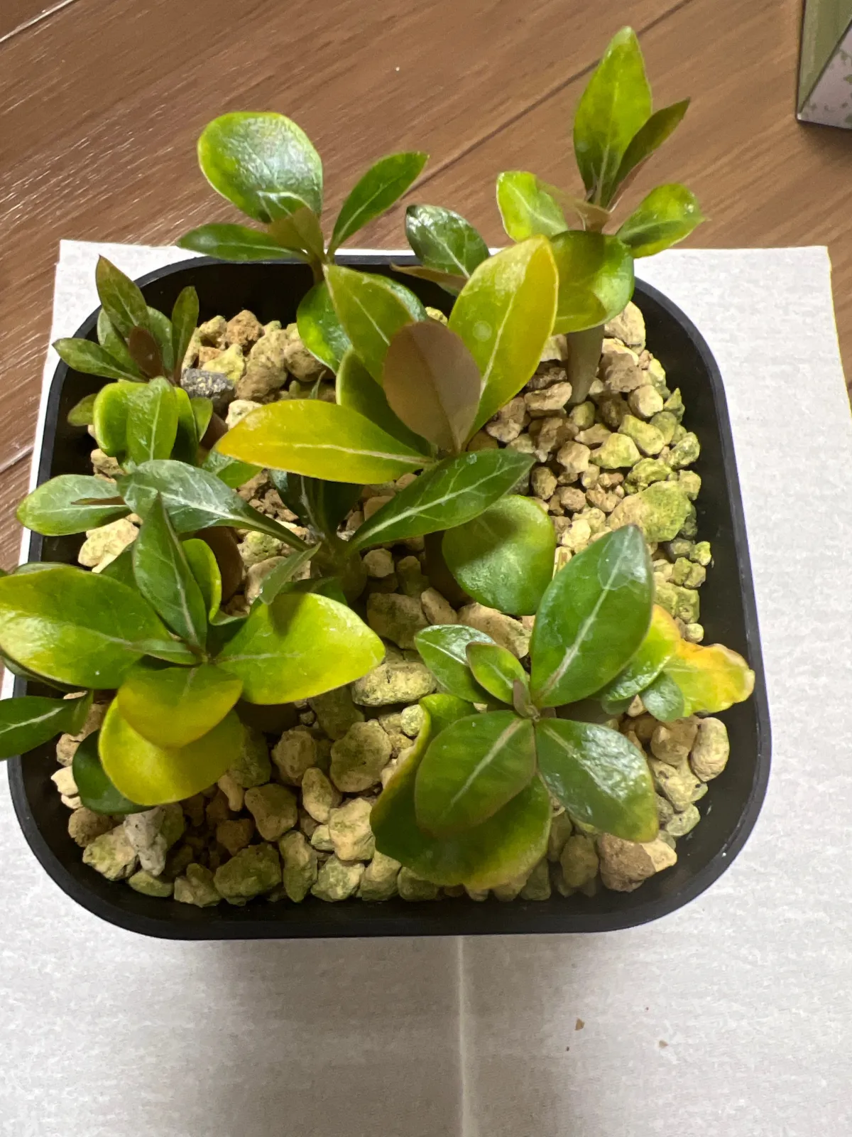 Adenium obesum (アデニウム オベスム)