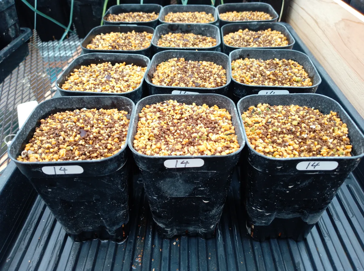 Brahea armata 'Sonora' (ブラヘア アルマータソノラ)