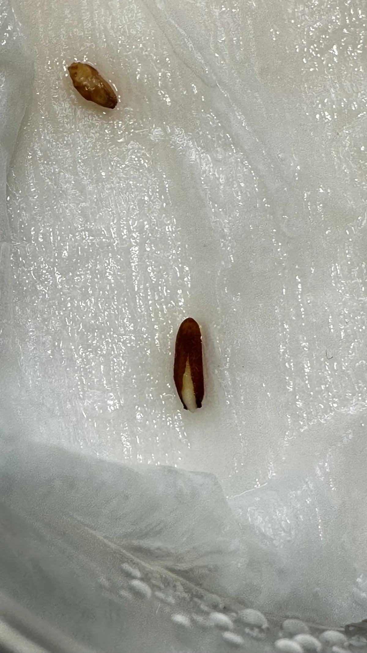 Pachypodium rosulatum var. gracilius (パキポディウム グラキリス)