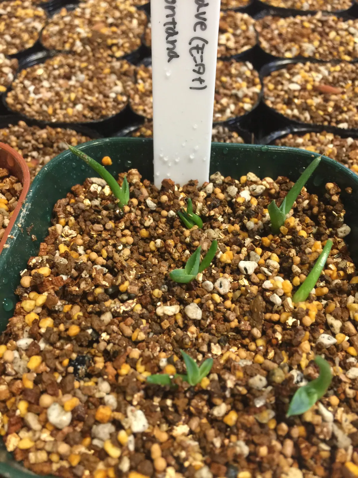 Agave montana (アガベ モンタナ)