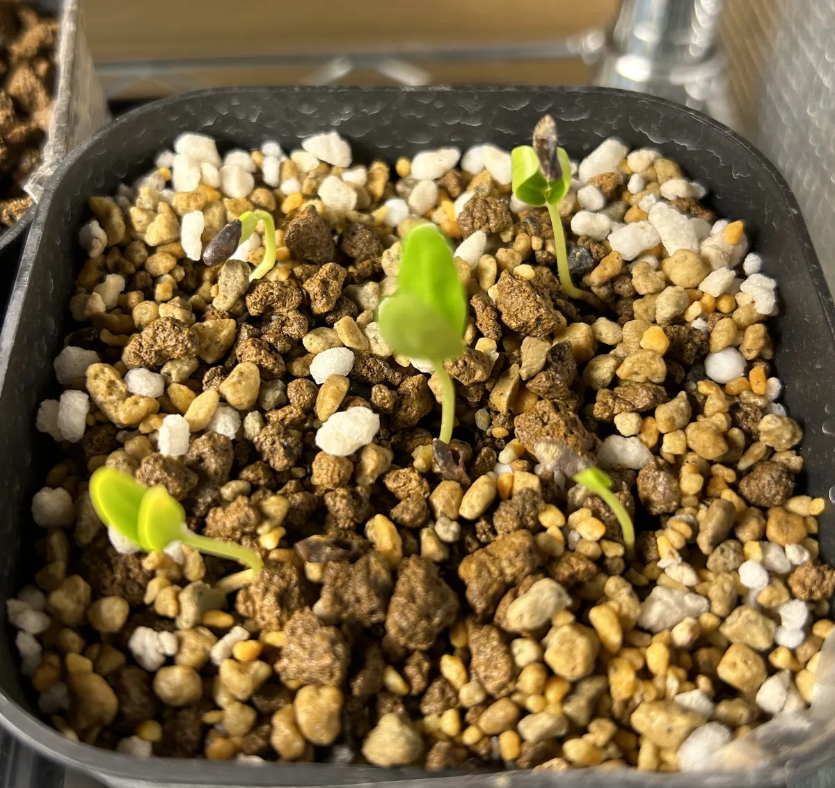 Senna meridionalis (センナ メリディオナリス)