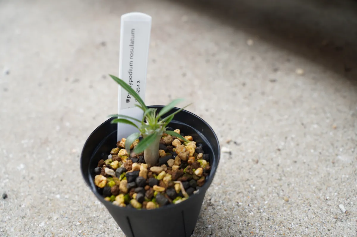 Pachypodium rosulatum (パキポディウム ロスラーツム)