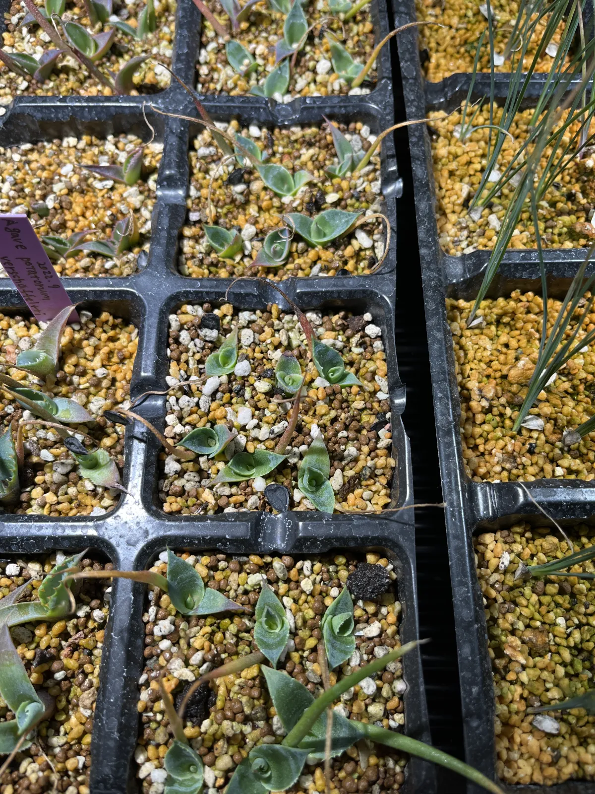 Agave parryi var. huachucensis 'Wakefield' (アガベ パリー ウェイクフィールド)