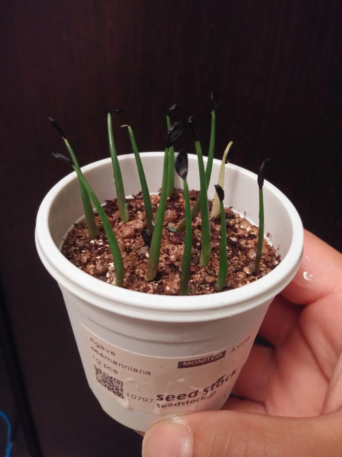 Agave seemanniana (アガベ シーマニアナ)