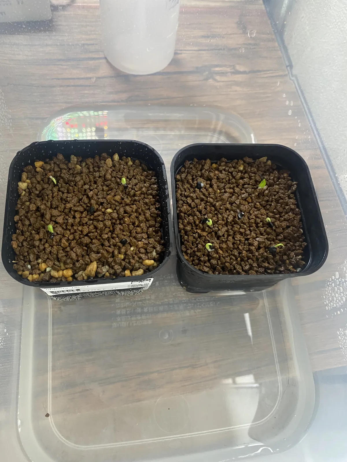 Agave titanota (アガベ チタノタ ドワーフ)