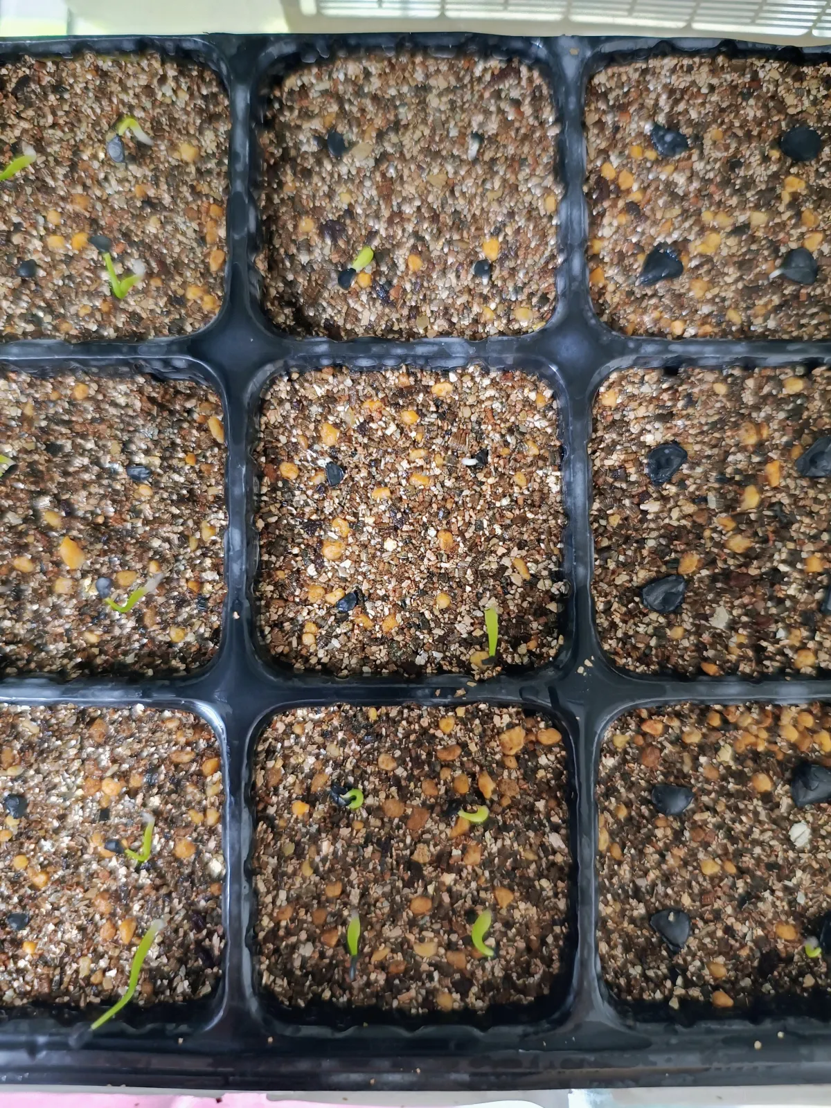 Agave titanota 'Blue' (アガベ チタノタブルー)