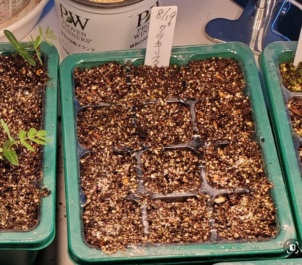 Pachypodium rosulatum var. gracilius (パキポディウム グラキリス)