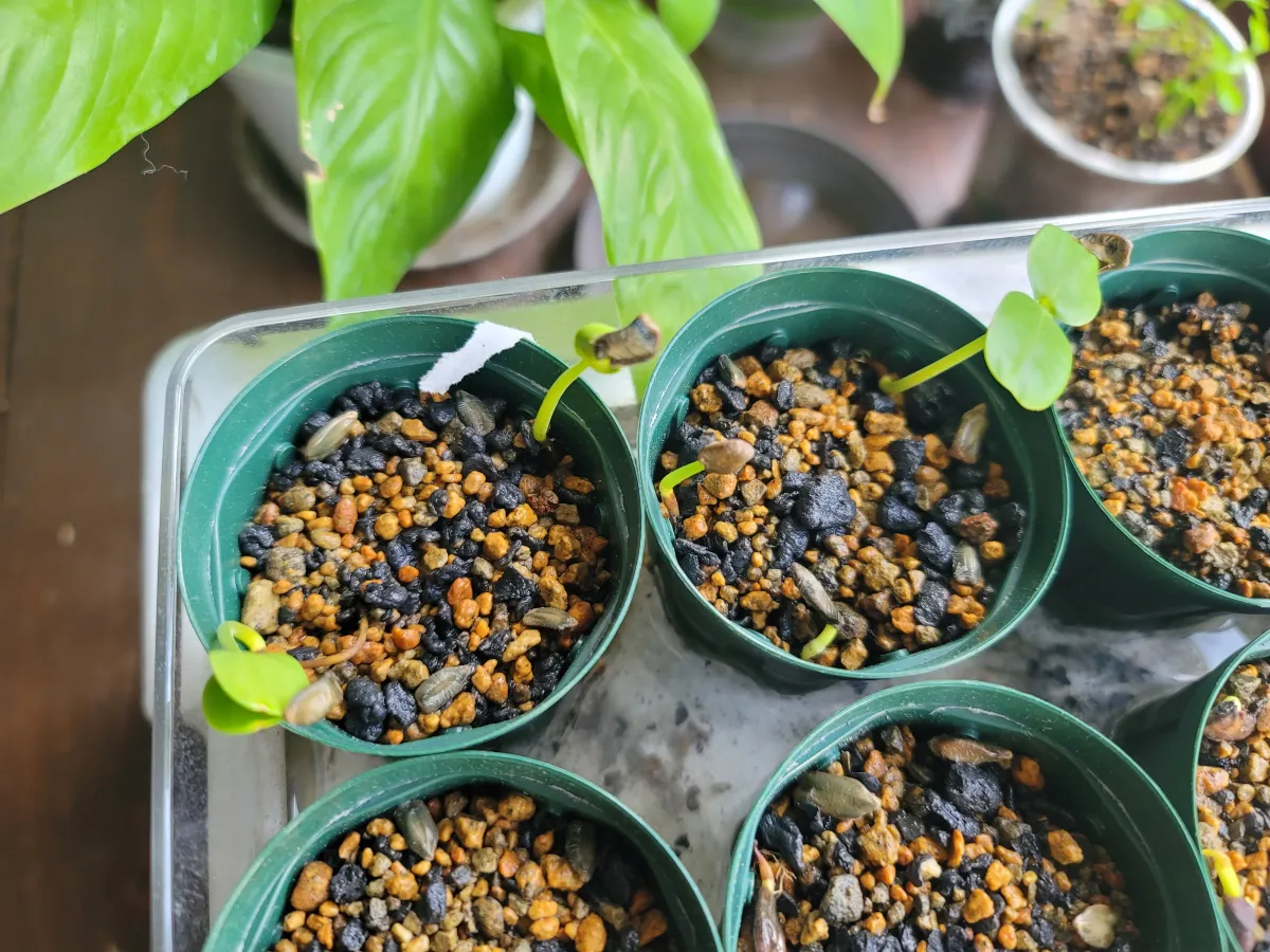 Senna didymobotrya (センナ ディディモボトリア)