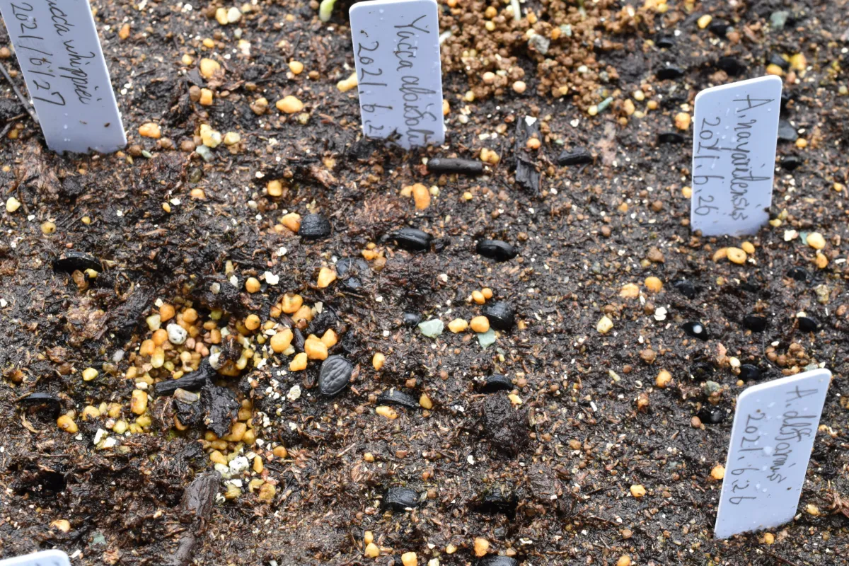 Yucca aloifolia (ユッカ アロイフォリア)