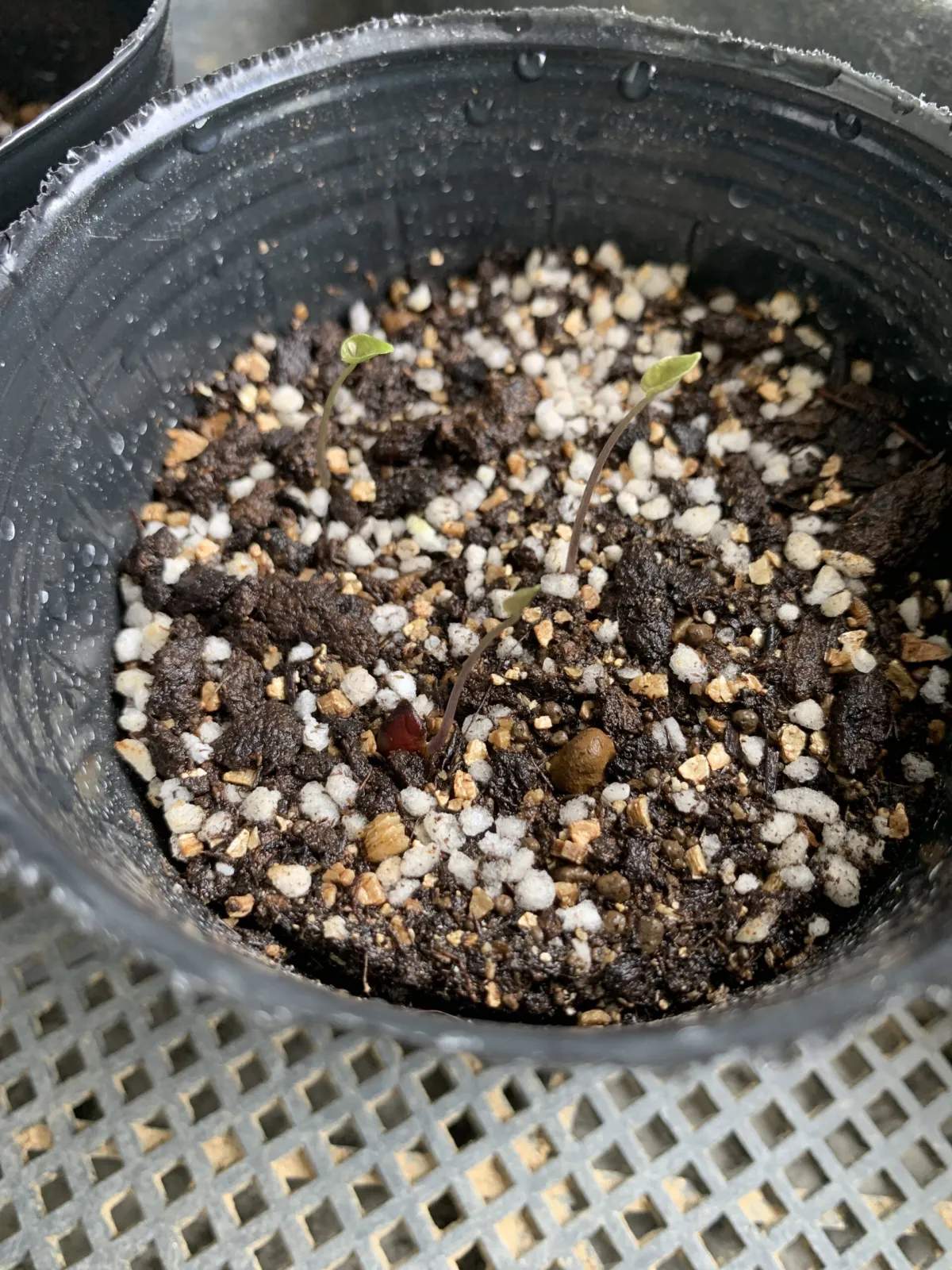 Dioscorea elephantipes (ディオスコレア エレファンティペス アフリカ亀甲竜)