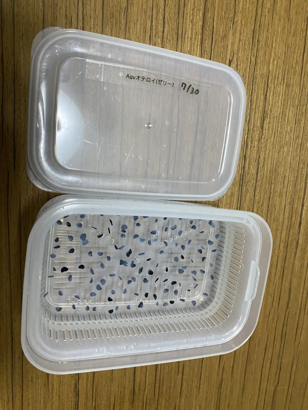  [ジェルシード] アガベ チタノタブルー