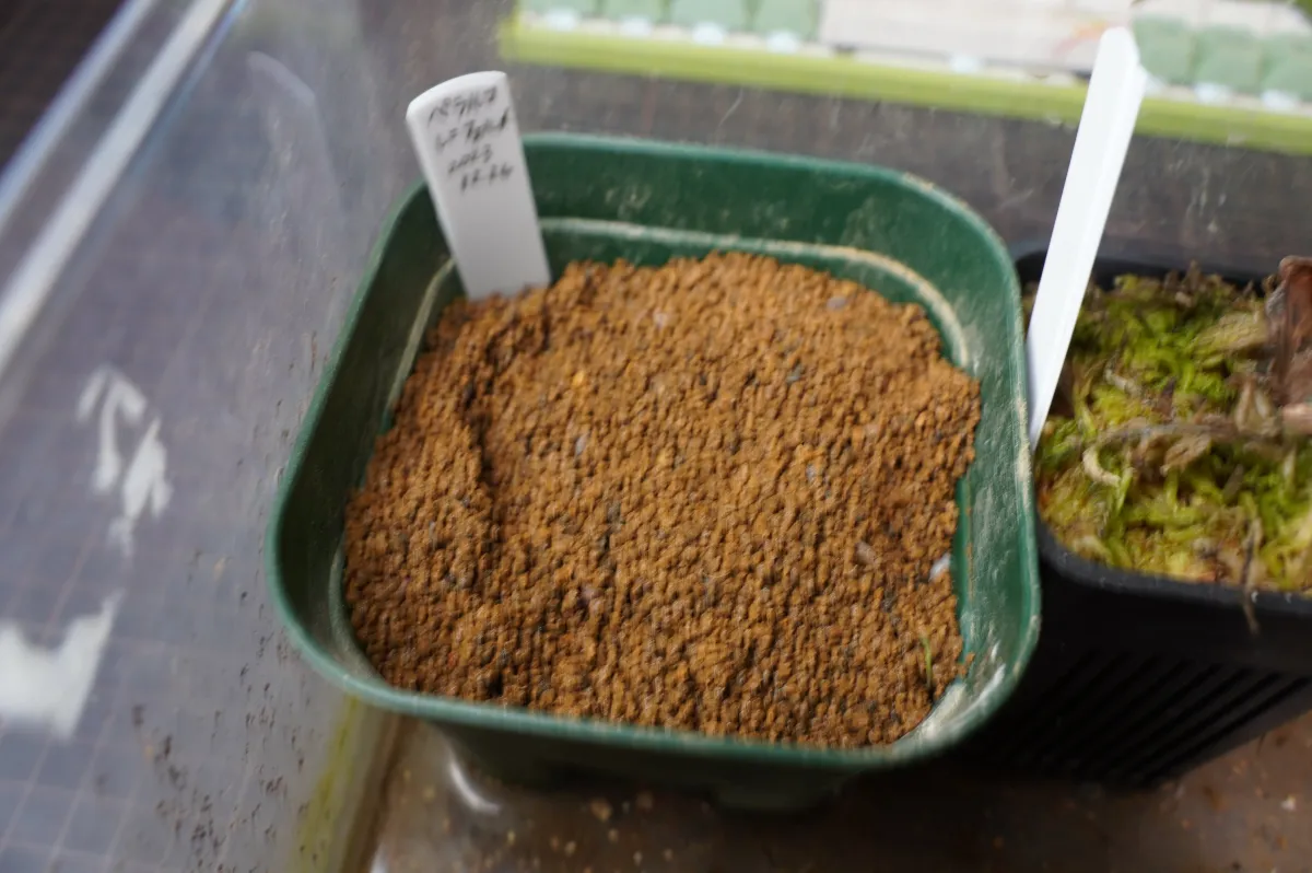 Pelargonium reniforme (ペラルゴニウム レニフォルメ)