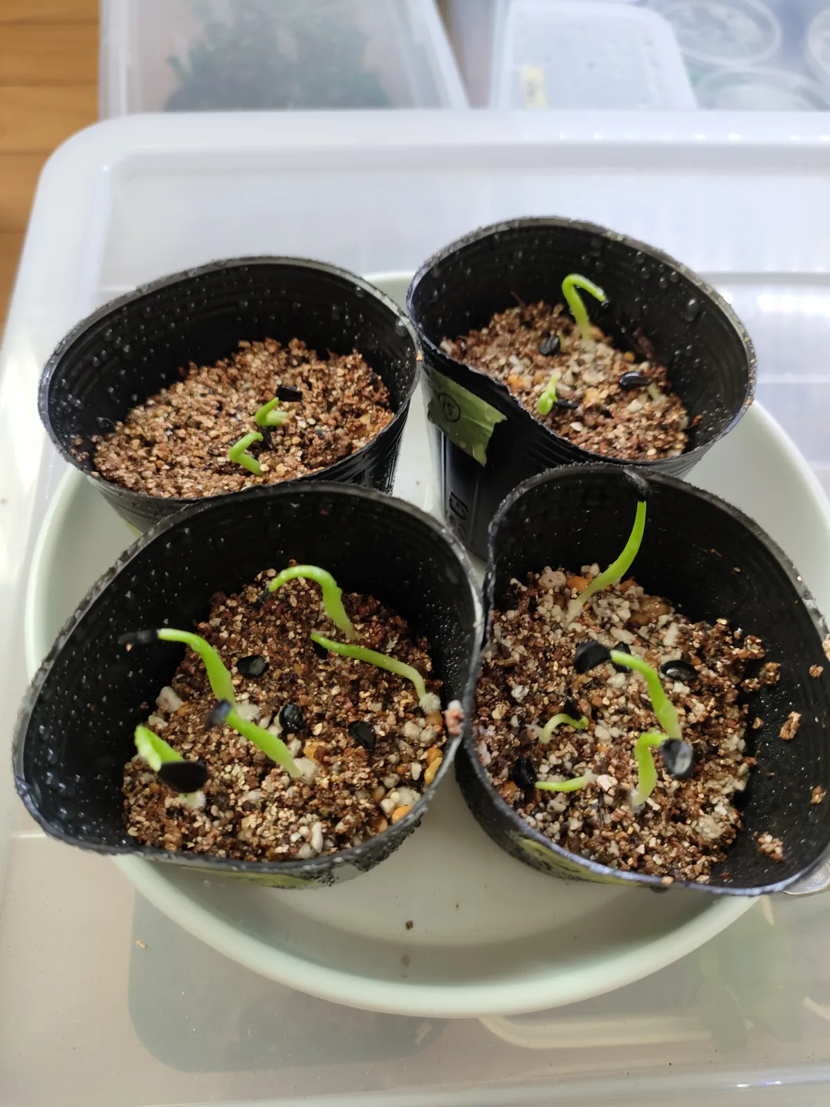 Agave funkiana (アガベ ファンキアナ)