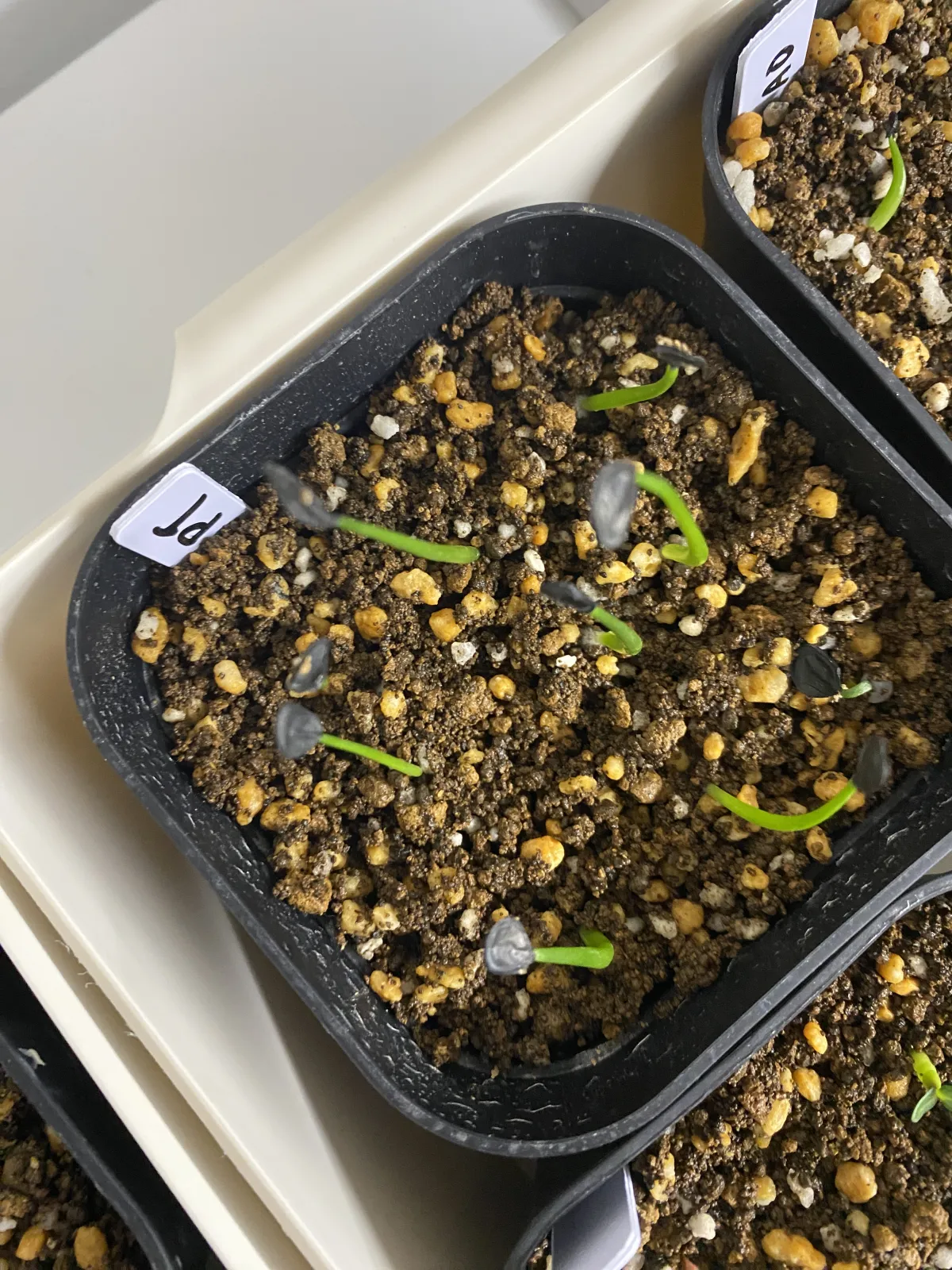 Agave parryi var. truncata (アガベ パリー トランカータ)