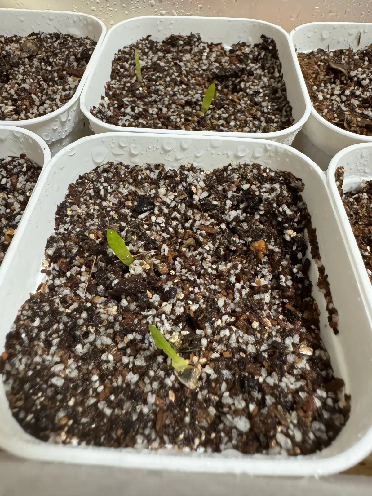 Aloe spectabilis Royal Aloe (アロエ スペクタビリス)