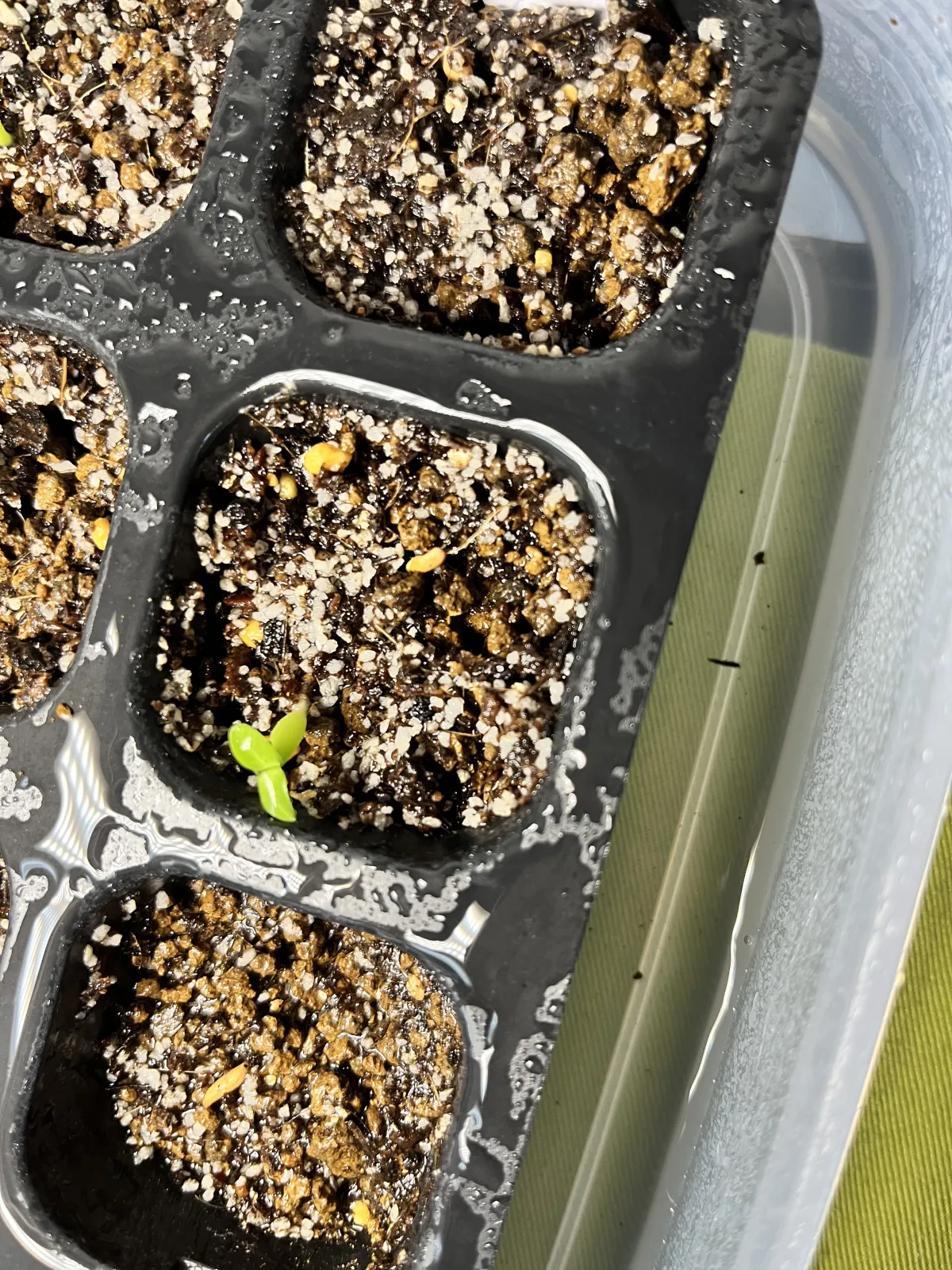 Pachypodium rosulatum subsp. makayense (パキポディウム マカイエンセ)
