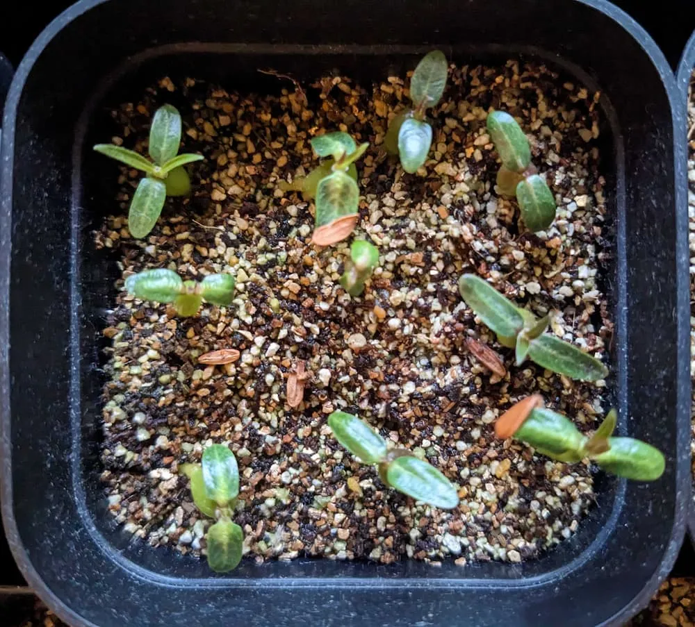 Pachypodium rosulatum ssp. cactipes (パキポディウム カクチペス)