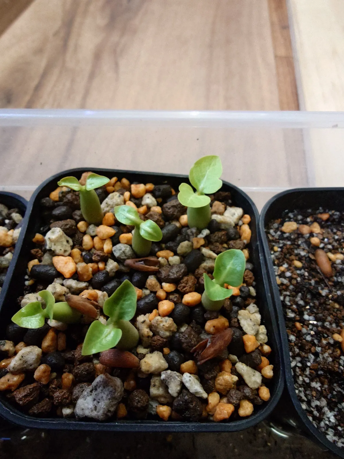 Adenium arabicum King Kong (アデニウム アラビカム キングコング)