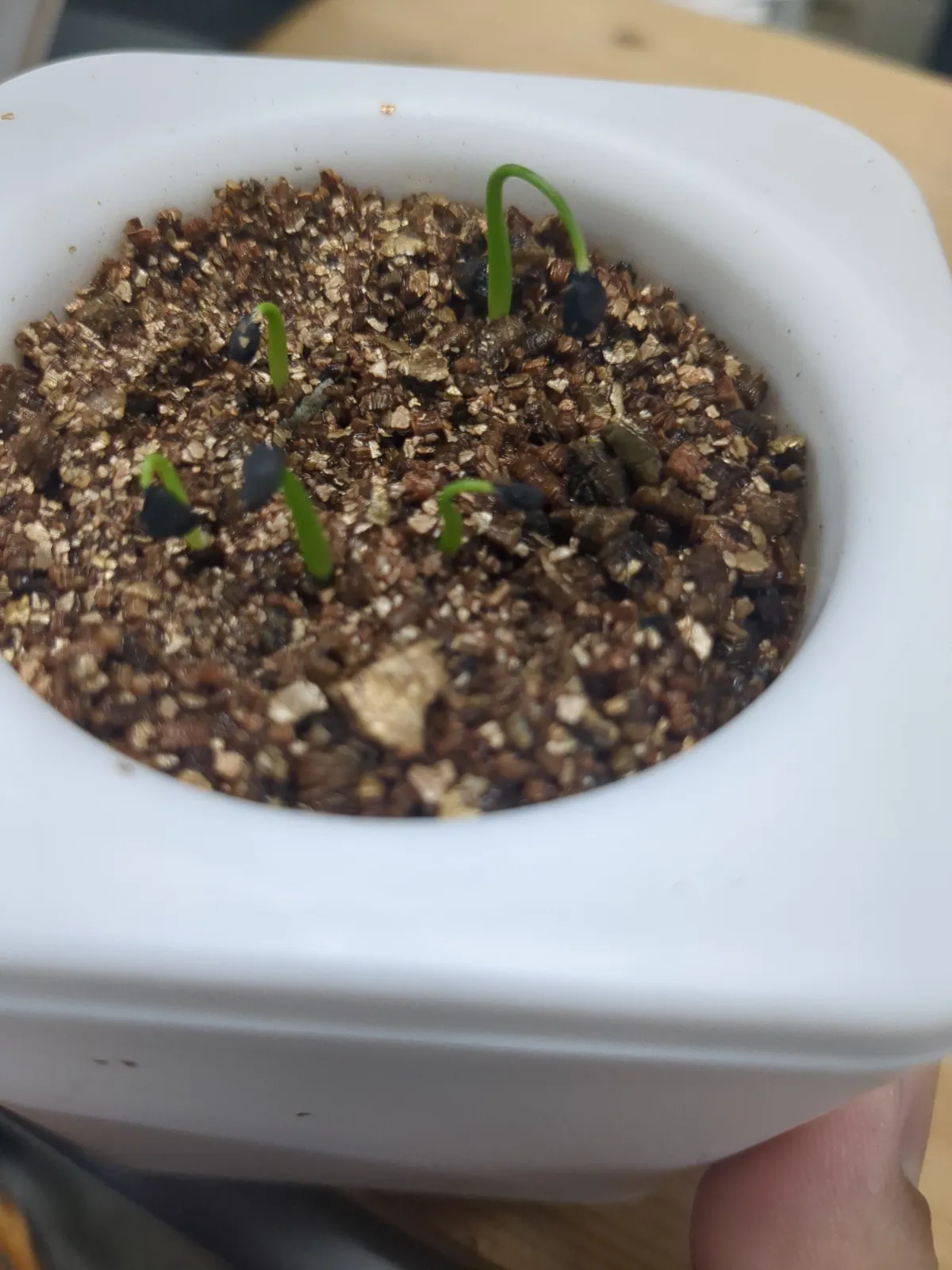 Agave utahensis var. eborispina 'Corkscrew' (アガベ ユタエンシスコークスクリュー)