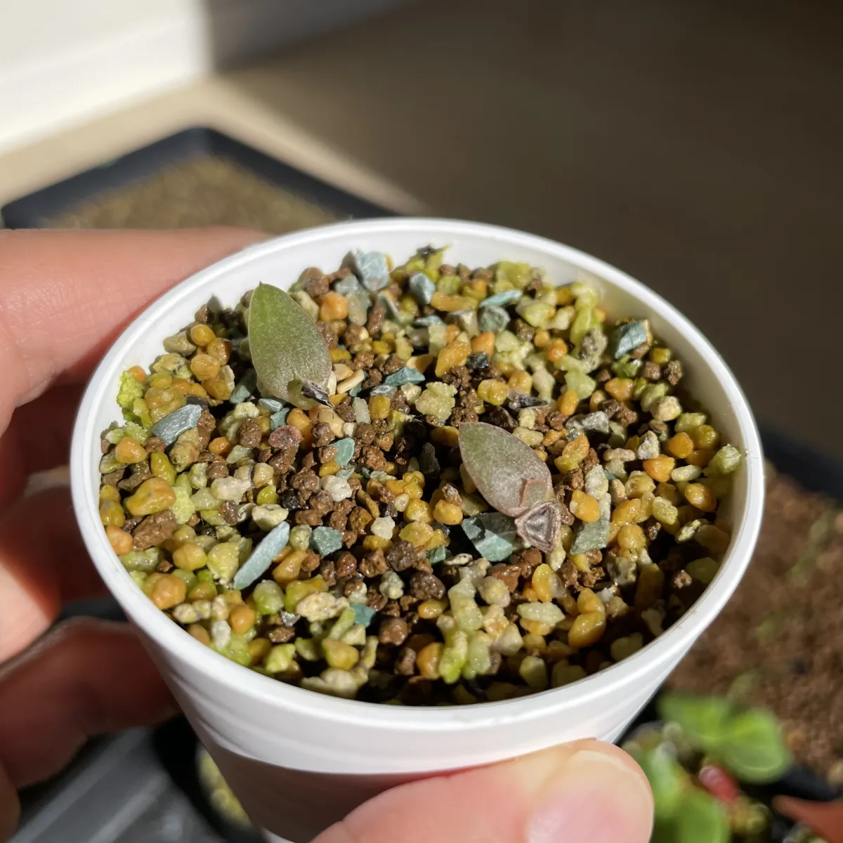 Aloe marlothii subsp. marlothii (アロエ マルロシー)