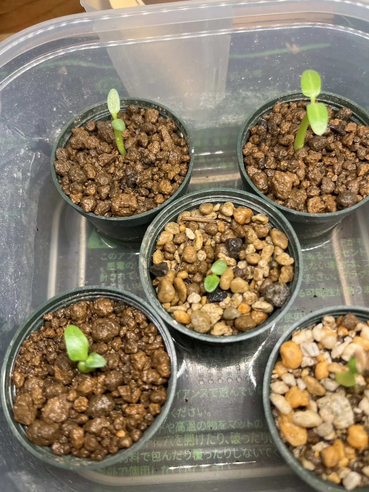 [無料種子] 発芽難 パキポディウム グラキリス　 Pachypodium rosulatum var. gracilius