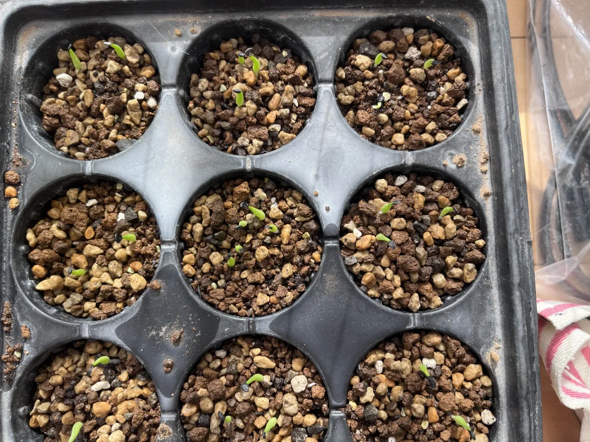 Agave victoriae-reginae (アガベ ビクトリアレジーナエ 笹の雪)