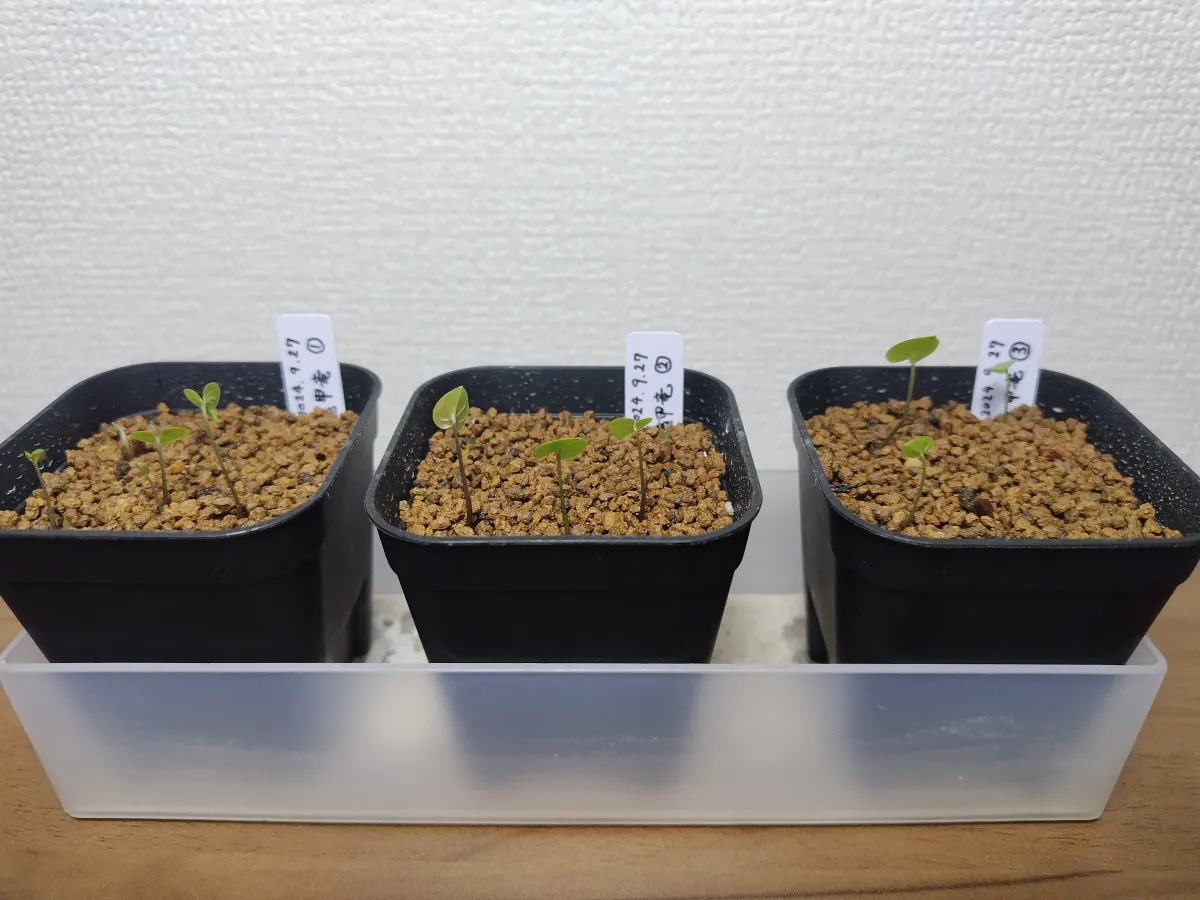 Dioscorea elephantipes (ディオスコレア エレファンティペス アフリカ亀甲竜)