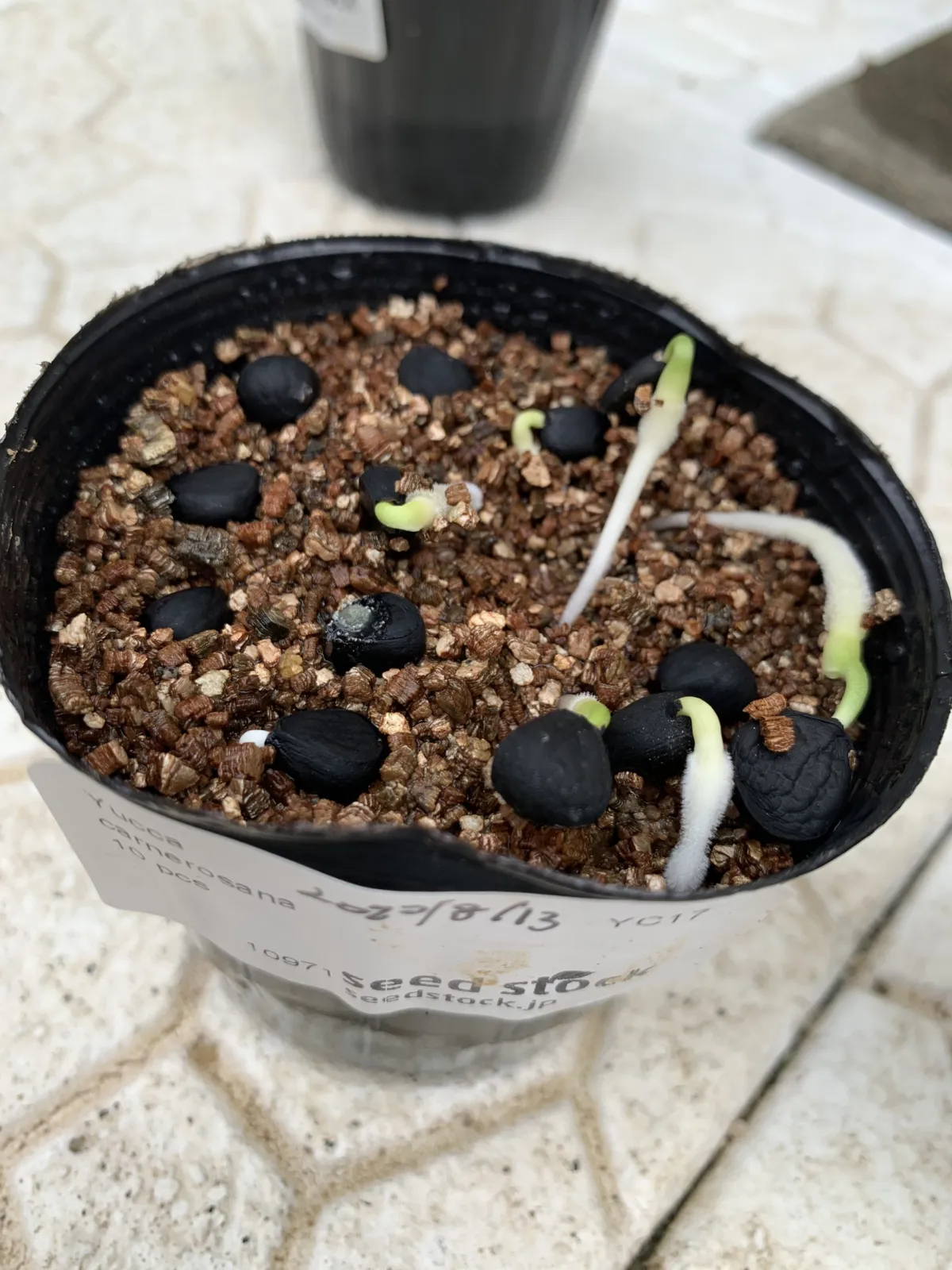 Yucca carnerosana (ユッカ カルネロサーナ)