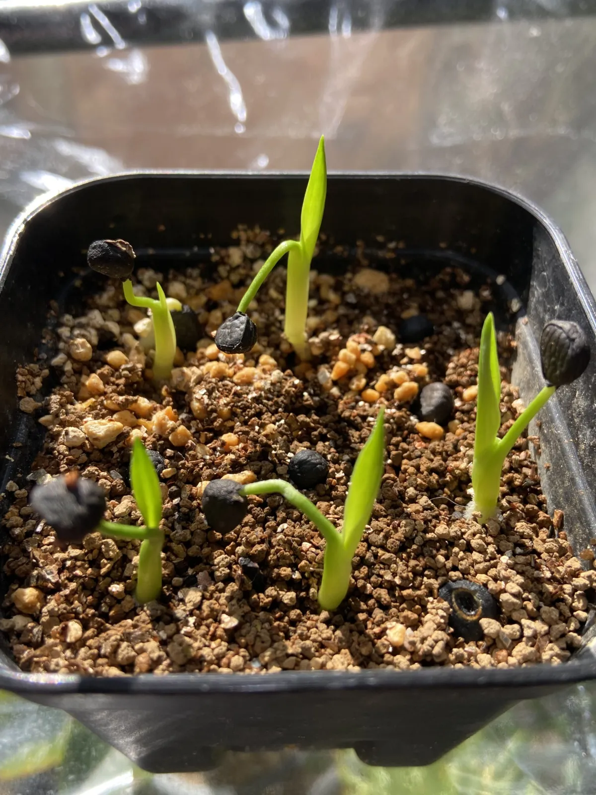 Yucca filifera (ユッカ フィリフェラ)