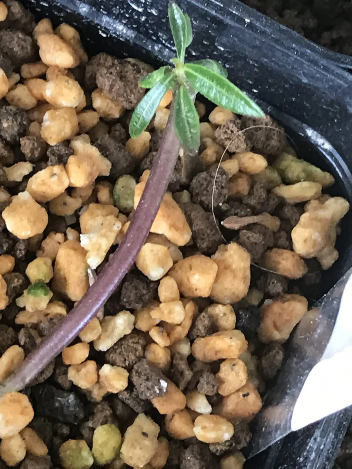 Pachypodium rosulatum ssp. rosulatum (パキポディウム ロスラーツム)