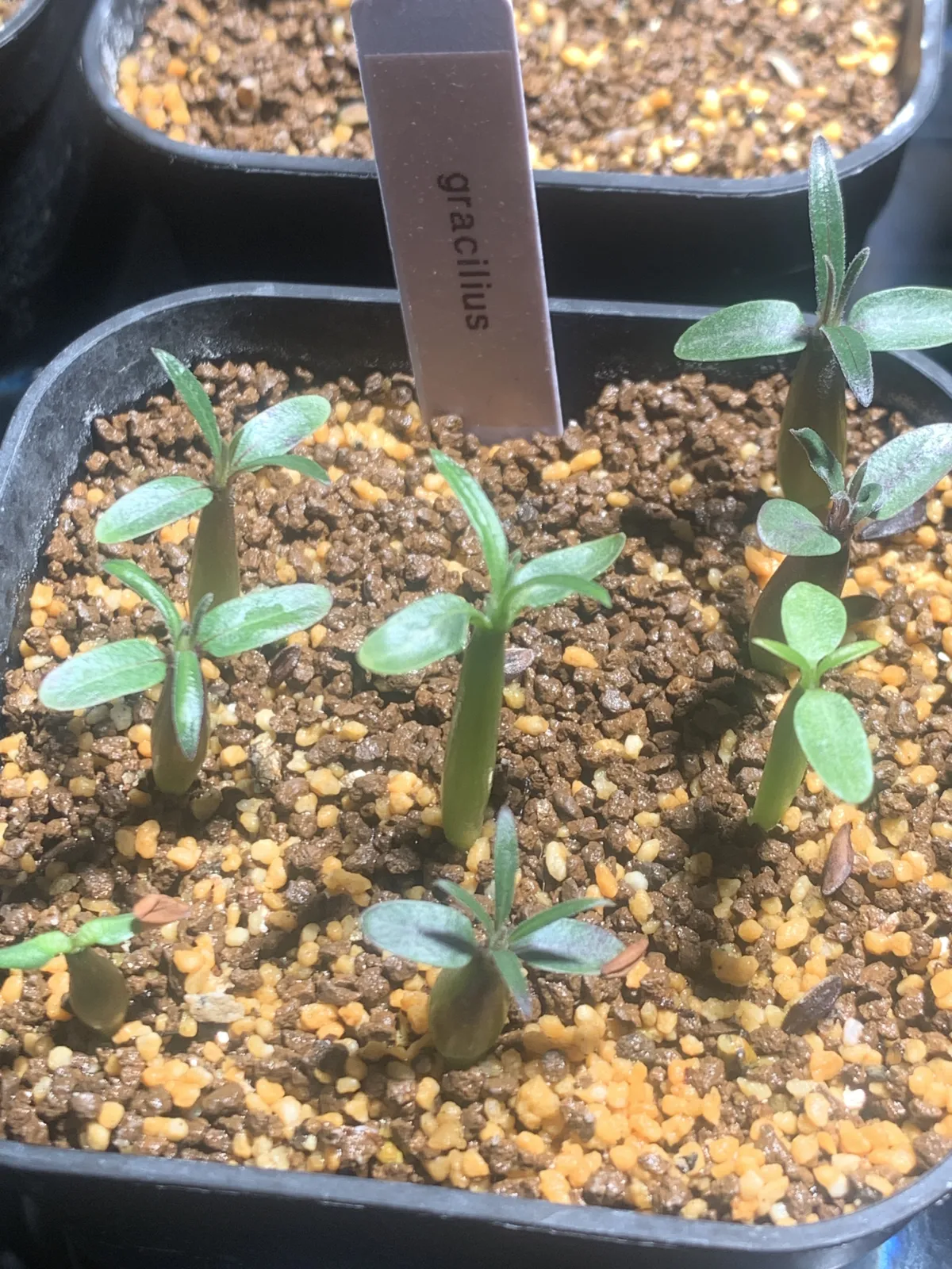 Pachypodium rosulatum var. gracilius (パキポディウム グラキリス)