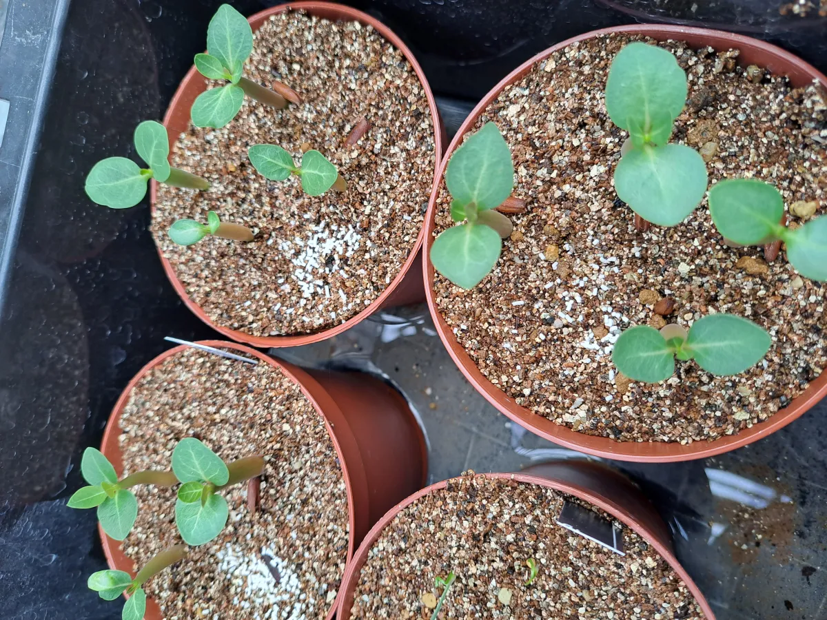 Adenium arabicum 'Black Skin' (アデニウム ブラックドラゴン)