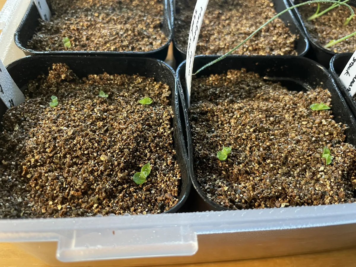 Hechtia lanata (ヘクチア ラナータ)