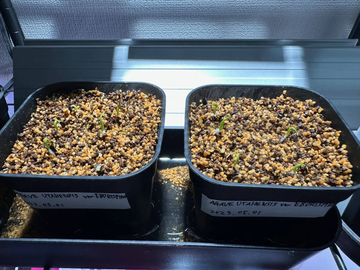 Agave utahensis var. eborispina (アガベ エボリスピナ)