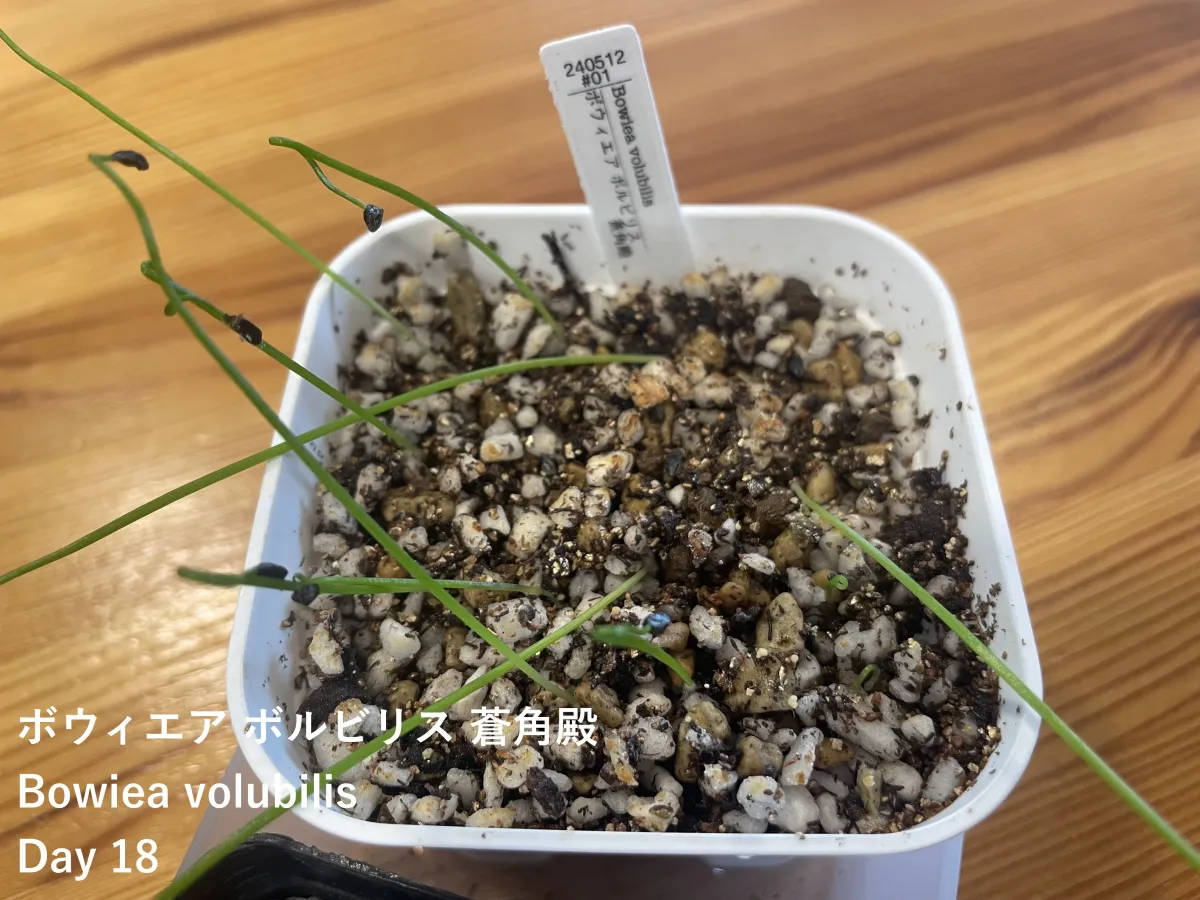 Bowiea volubilis (ボウィエア ボルビリス 蒼角殿)